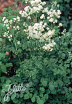 Thalictrum aquilegiifolium 'Album' - Champion Plants