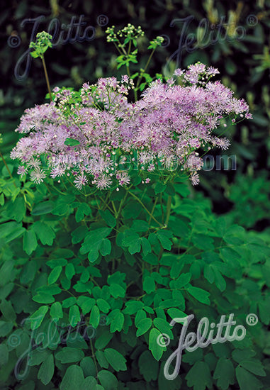 Thalictrum aquilegiifolium 'Purpureum' - Champion Plants