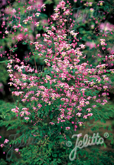 Thalictrum delavayi - Champion Plants