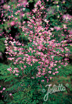 Thalictrum delavayi - Champion Plants