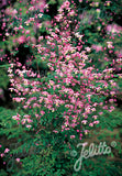 Thalictrum delavayi - Champion Plants