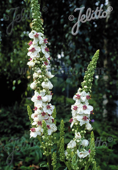 Verbascum chaixii 'Album' - Champion Plants