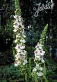 Verbascum chaixii 'Album' - Champion Plants
