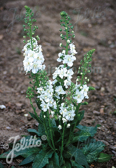 Verbascum phoeniceum 'Flush of White' - Champion Plants