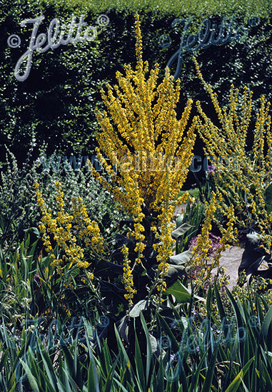 Verbascum olympicum - Champion Plants