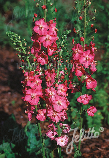 Verbascum phoeniceum 'Rosetta' - Champion Plants