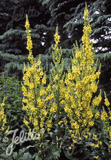 Verbascum chaixii 'Sixteen Candles' - Champion Plants