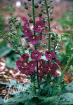 Verbascum phoeniceum 'Violetta' - Champion Plants