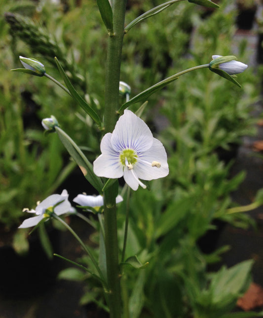 Veronica gentianoides Blue Streak - Champion Plants