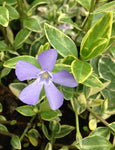 Vinca minor Argenteovariegata - Champion Plants