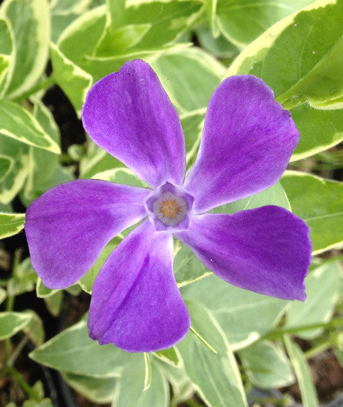 Vinca major Variegata (Elegantissima) - Champion Plants