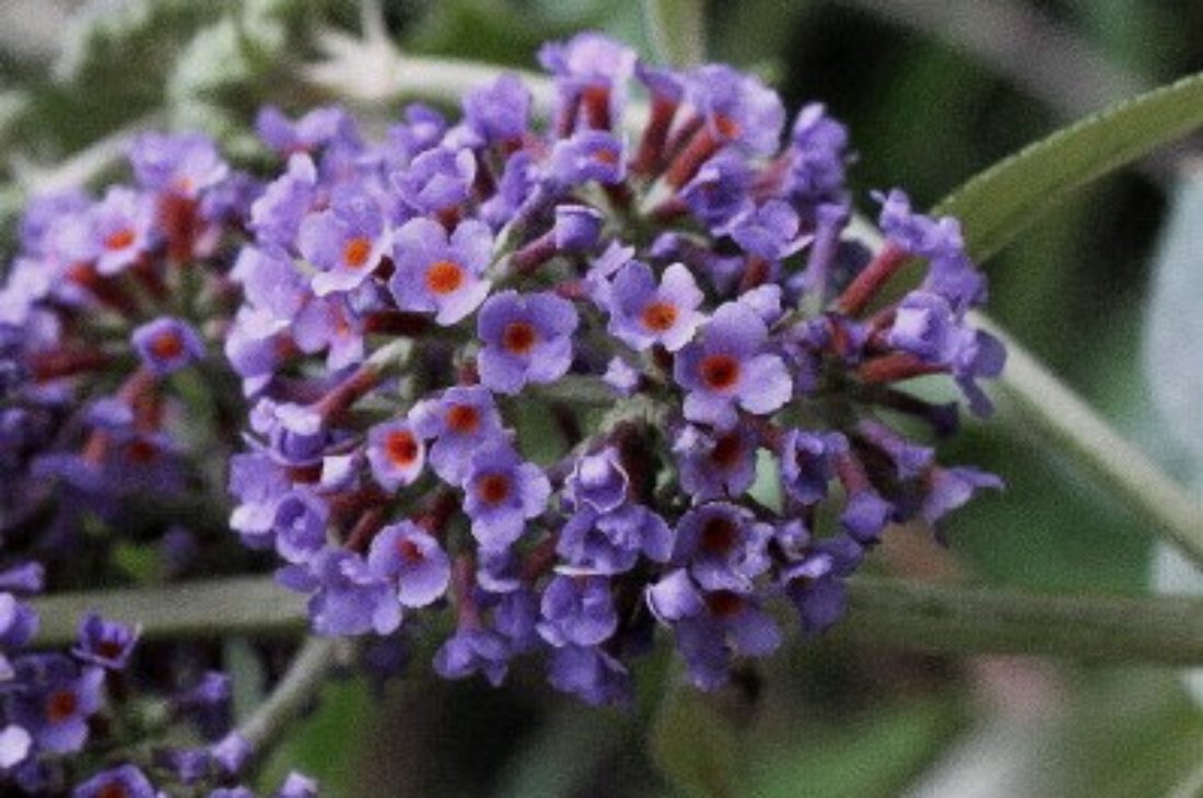 Buddleja (Buddleia) x weyeriana ‘Blue Boy’ Syn.'Boy Blue' - Champion Plants
