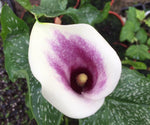 Zantedeschia Picasso - Champion Plants